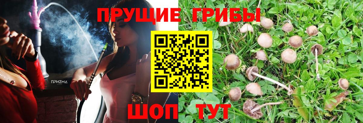 Куйбышев  Галлюциногенные грибы Psilocybe  Вход с VPN  Псилоцибиновые грибы прущие грибы 